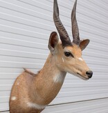 Opgezette KOP BUSHBUCK antilope