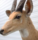 Opgezette KOP BUSHBUCK antilope
