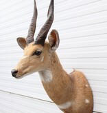 Opgezette KOP BUSHBUCK antilope