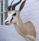 Opgezette KOP SPRINGBOK antilope