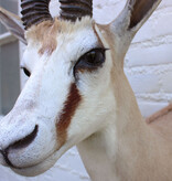 Opgezette KOP SPRINGBOK antilope
