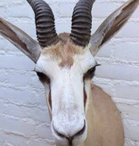 Opgezette KOP SPRINGBOK antilope