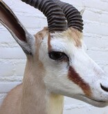 Opgezette KOP SPRINGBOK antilope