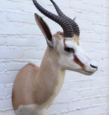 Opgezette KOP SPRINGBOK antilope