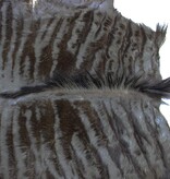 Zgan VEL GESTREEPTE GNU / WILDEBEEST