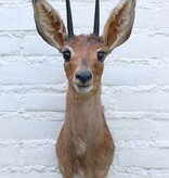 Opgezette KOP STEENBOKJE DWERGANTILOPE