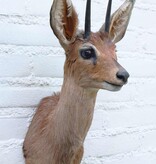 Opgezette KOP STEENBOKJE DWERGANTILOPE