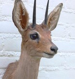 Opgezette KOP STEENBOKJE DWERGANTILOPE
