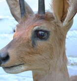Opgezette KOP STEENBOKJE DWERGANTILOPE