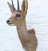 Opgezette KOP STEENBOKJE DWERGANTILOPE