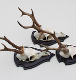 3 x Schots zesender REE GEWEI op houten schild -  set N