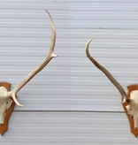 3 x Schots EDELHERT GEWEI op licht schild