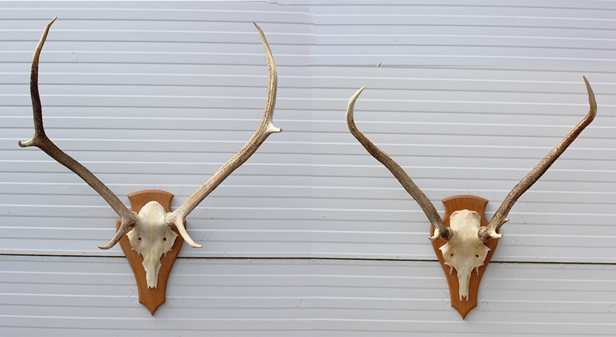 3 x Schots EDELHERT GEWEI op licht schild