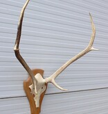 3 x Schots EDELHERT GEWEI op licht schild