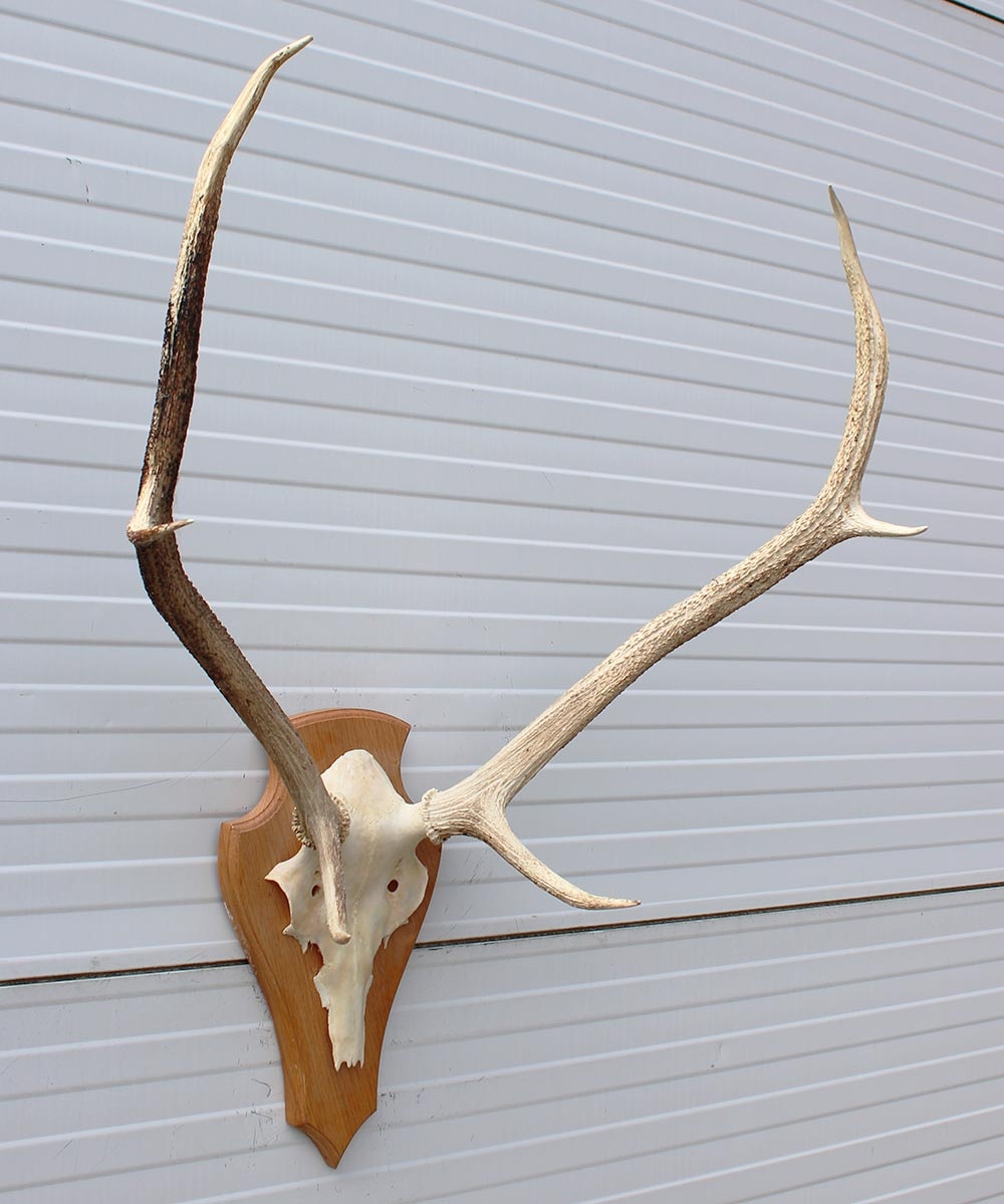 3 x Schots EDELHERT GEWEI op licht schild