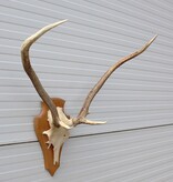 3 x Schots EDELHERT GEWEI op licht schild