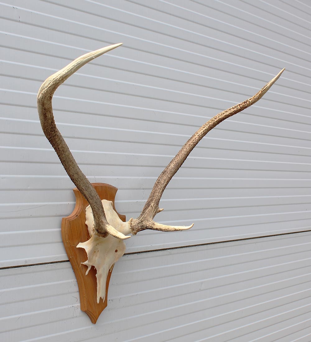 3 x Schots EDELHERT GEWEI op licht schild