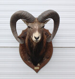 Opgezette KOP MOEFLON RAM op  houten schild