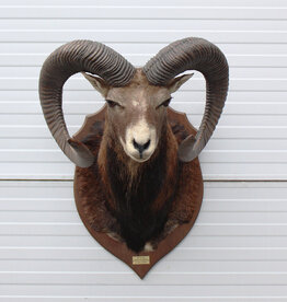 Grote opgezette KOP MOEFLON RAM - ref. D