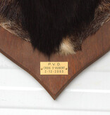 Grote opgezette KOP MOEFLON RAM op  houten schild