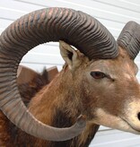 Grote opgezette KOP MOEFLON RAM op  houten schild