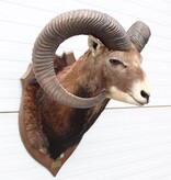 Grote opgezette KOP MOEFLON RAM op  houten schild