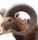 Grote opgezette KOP MOEFLON RAM op  houten schild