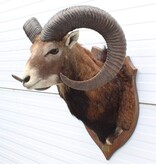 Grote opgezette KOP MOEFLON RAM op  houten schild