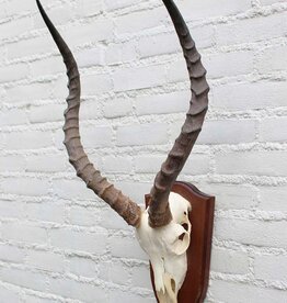 Schedel IMPALA ANTILOPE  op houten schild - ref.  H