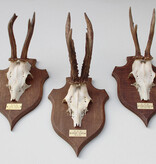 3 x zesender REE GEWEI op groot eikenhouten schild