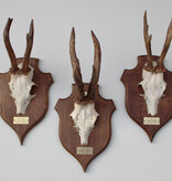 3 x zesender REE GEWEI op groot eikenhouten schild