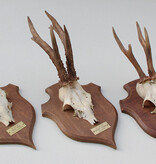 3 x zesender REE GEWEI op groot eikenhouten schild