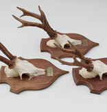 3 x zesender REE GEWEI op groot eikenhouten schild