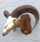 Schedel Belgische MOEFLON RAM - Ardennen