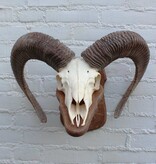 Schedel Belgische MOEFLON RAM - Ardennen