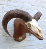 Schedel Belgische MOEFLON RAM - Ardennen