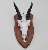 Schedel MOUNTAIN REEDBUCK op houten schild