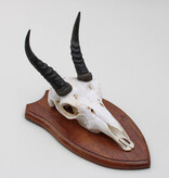 Schedel MOUNTAIN REEDBUCK op houten schild