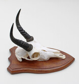Schedel MOUNTAIN REEDBUCK op houten schild