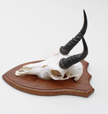 Schedel MOUNTAIN REEDBUCK op houten schild