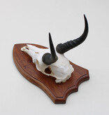 Schedel MOUNTAIN REEDBUCK op houten schild