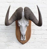 Schedel WITSTAART GNU / WILDEBEEST op schild