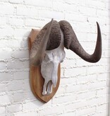 Schedel WITSTAART GNU / WILDEBEEST op schild