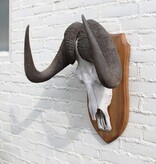 Schedel WITSTAART GNU / WILDEBEEST op schild