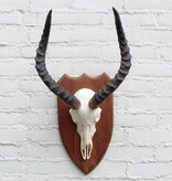 Schedel IMPALA ANTILOPE  op houten schild