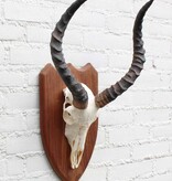 Schedel IMPALA ANTILOPE  op houten schild