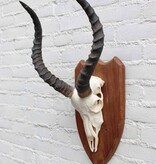 Schedel IMPALA ANTILOPE  op houten schild
