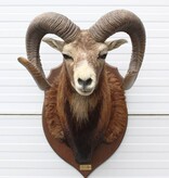 Opgezette KOP MOEFLON RAM op  houten schild