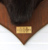 Opgezette KOP MOEFLON RAM op  houten schild