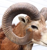 Opgezette KOP MOEFLON RAM op  houten schild